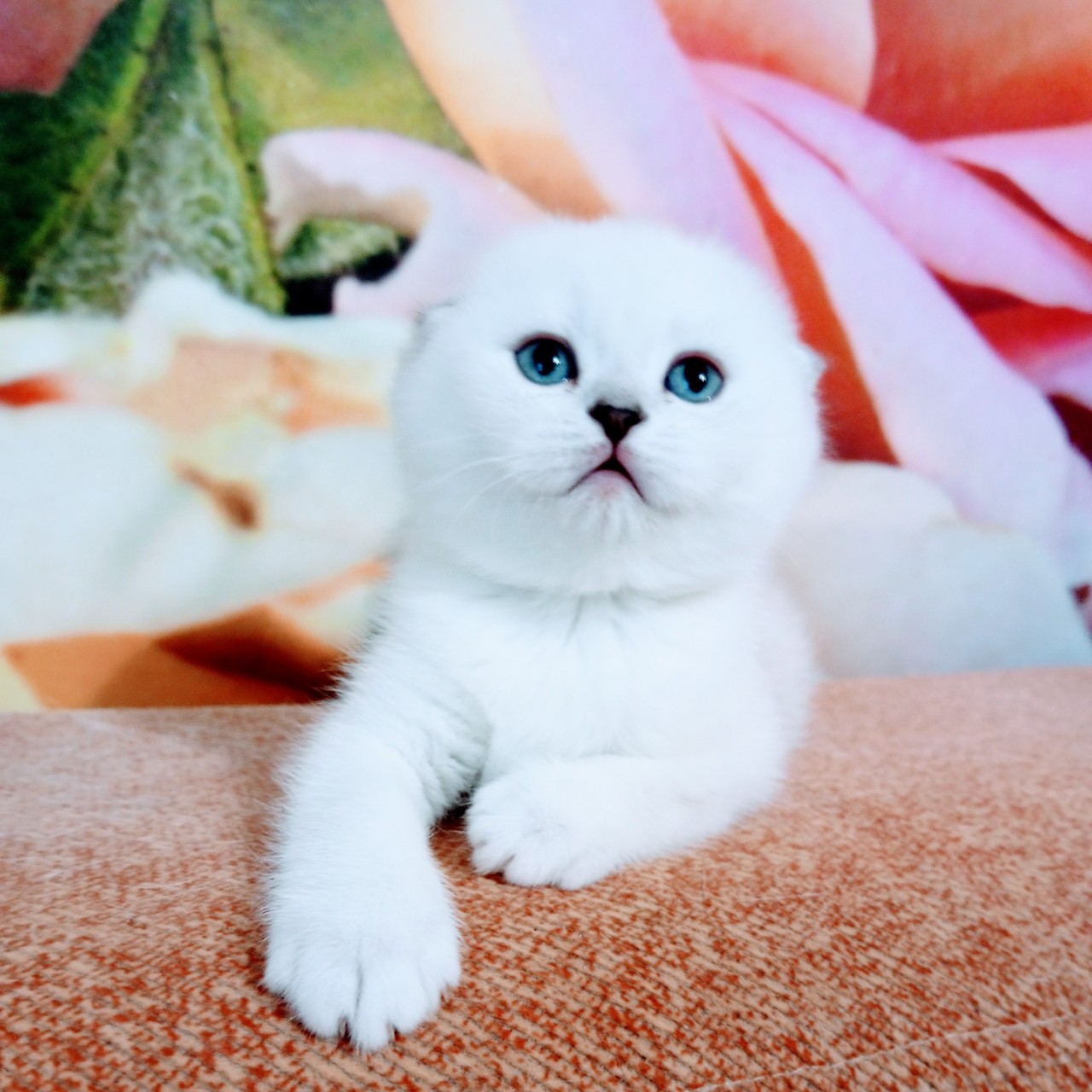 Скоттиш фолд 
Окрас серебристая голубоглазая шиншилла
[#шотландскиекотята ](шотландскиекотята)
[#шотландскаявислоухая ](шотландскаявислоухая)