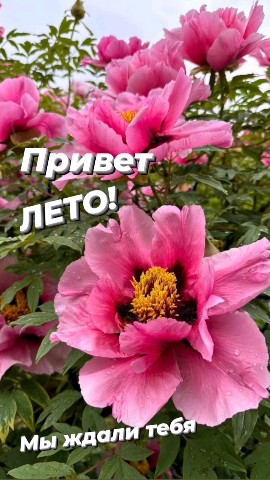 Irina Ayhan в LOOKY. . Солнечно, радостно, ...