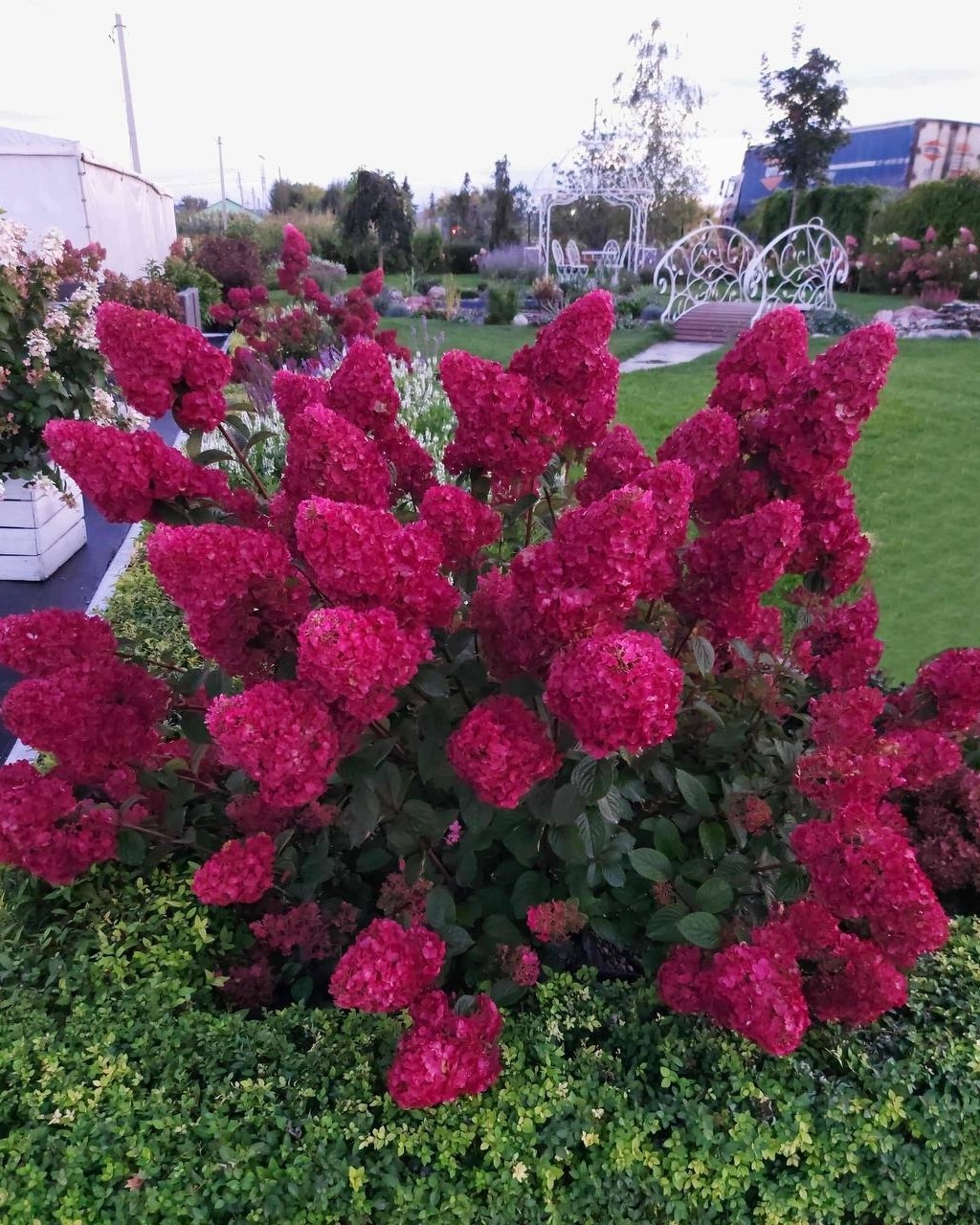 Самарская Лидия (Hydrangea paniculata "Samarskya Lydia") - удивительной красоты среднерослая метельчатая гортензия.
