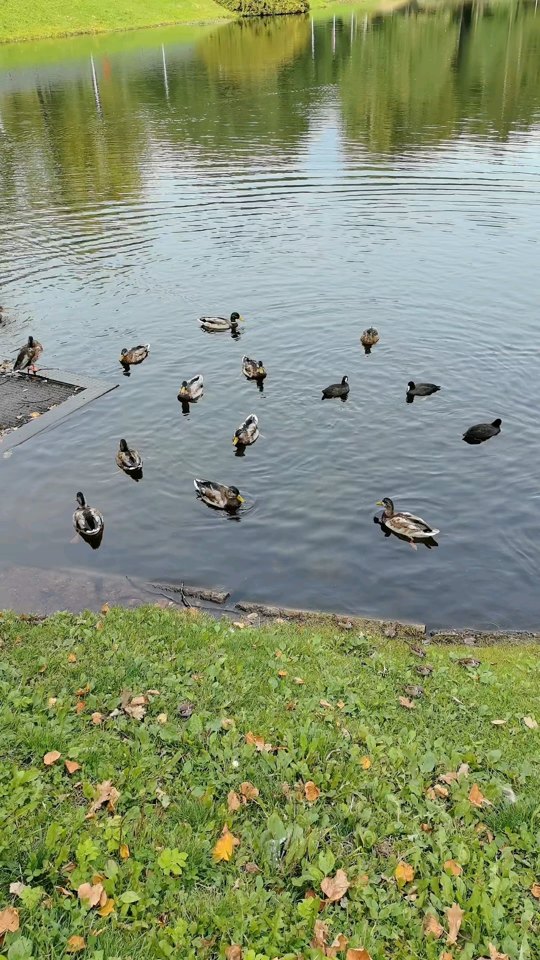 valeri_pv_vladi в LOOKY — Уточки 🦆 #уточки #природа #сентябрь #осень #питер #блог