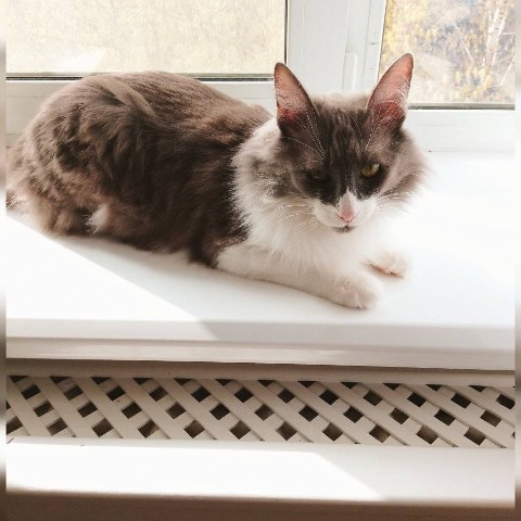 Кот эклер в LOOKY. . 