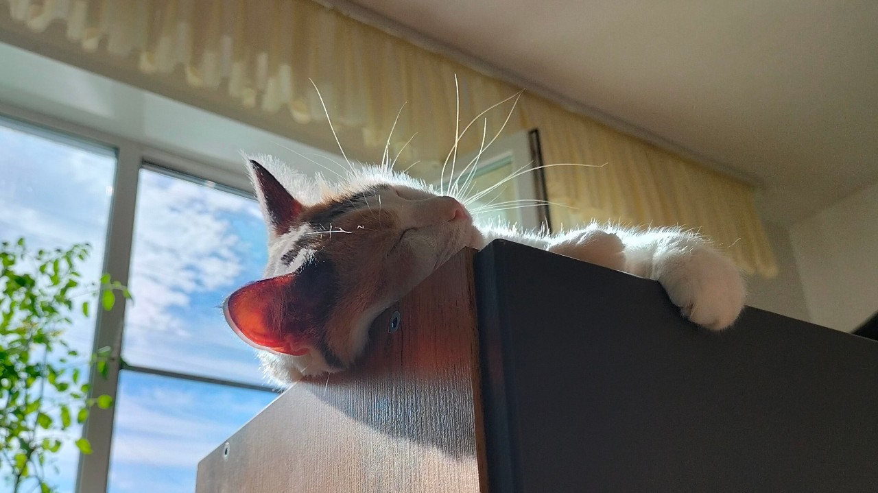 PetsStalkerS in LOOKY. #новаякухня,#котики. Всем доброго дня! Се...