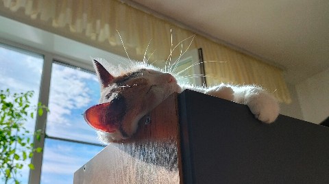 PetsStalkerS в LOOKY. #новаякухня,#котики. Всем доброго дня! Се...