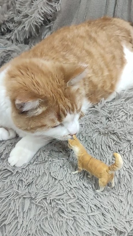 detstvo_na_ladoshke in LOOKY. #кот,#игрушканаелку. Встреча состоялась.
...