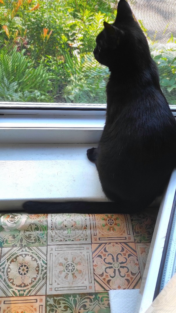 Кошка 🐱