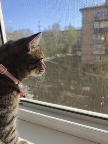 yogurt в LOOKY. #Yogurt,#Twixy,#cat. на улице стало тепло...