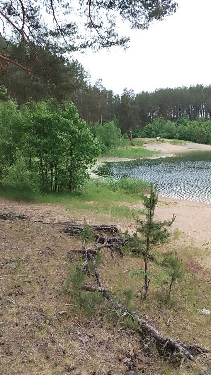  в LOOKY — Лес. Озеро. Красота.