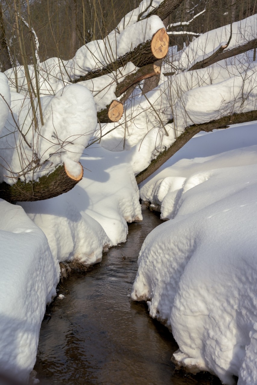 poboruev_landscape в LOOKY. #природа,#весна,#зима,#снег,#ручей,#речка,#лес,#фотоприроды,#природноефото,#фотоманитнас. Весна набирает оборо...