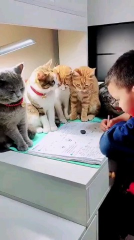 vetklinika.brb в LOOKY. . Утка – воспитатель, ...