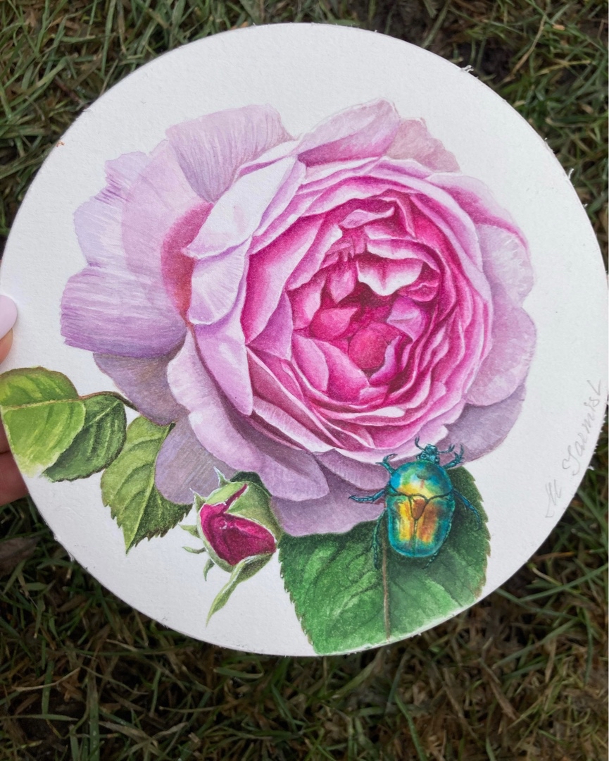Роза с бронзовкой. Акварель💖 #watercolorflower #цветыакварелью #роза #ботаническаяживопись #живописьреализм