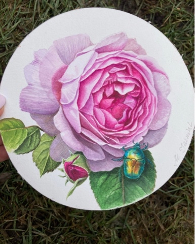 mariayarmish_botanicalart в LOOKY. #watercolorflower,#цветыакварелью,#роза,#ботаническаяживопись,#живописьреализм. Роза с бронзовкой. А...