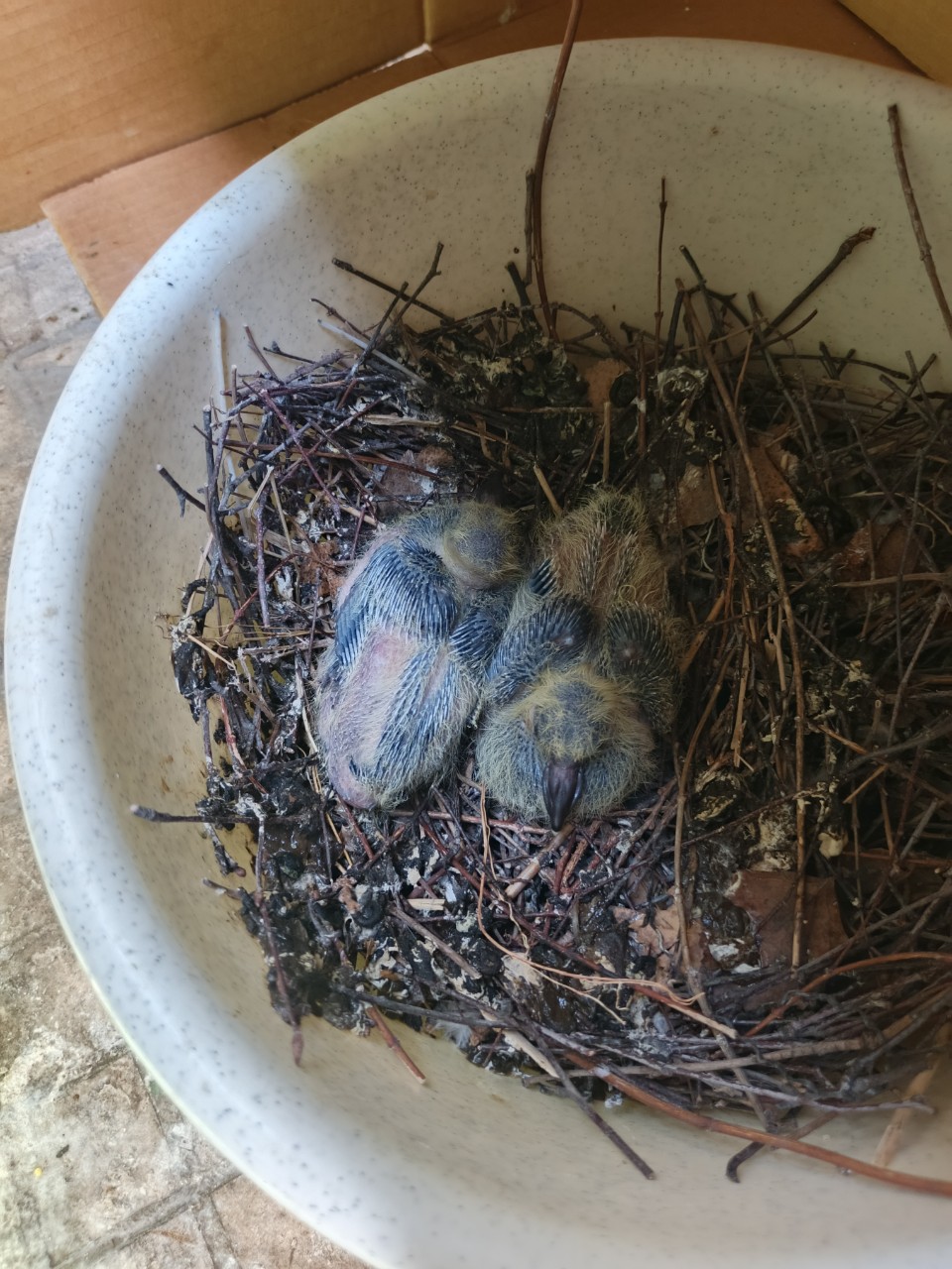  в LOOKY — Птенцы голубя через неделю после вылупления 🐣