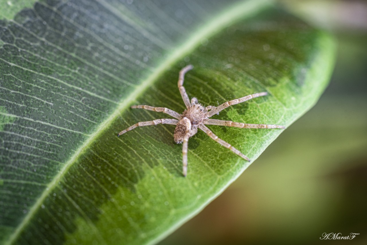 #макро
#macro
#canon
#canon760d
#паук