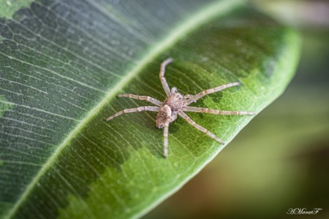 MaratAMF в LOOKY. #макро,#macro,#canon,#canon760d,#паук. #макро
#macro
#canon...