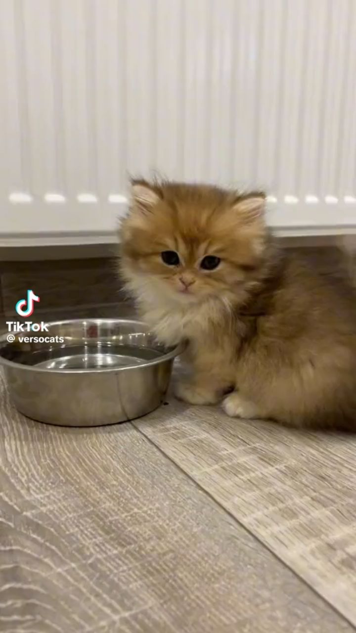 Looky_177601251171850 в LOOKY. . Котик