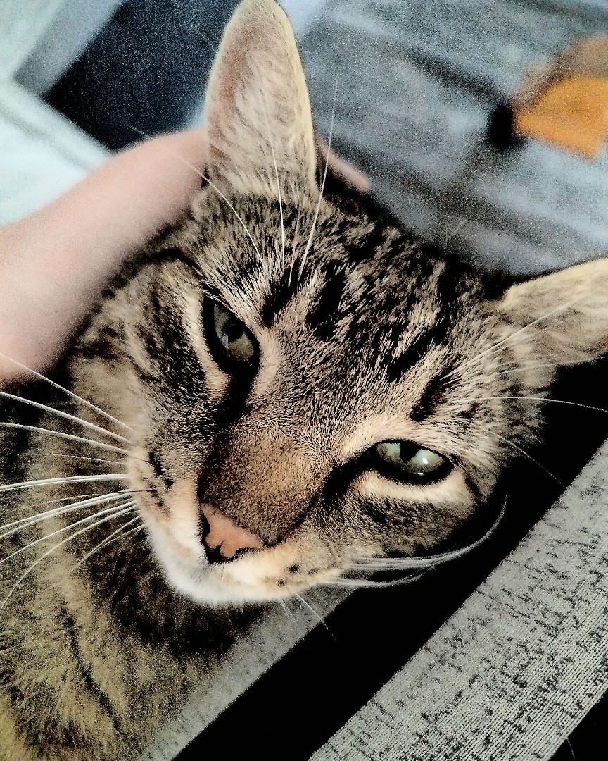 I didn't know what do add on here so here's a picture of a cat. 👹


Me like: "How do I act around here?"

I might leave soon. See you in hell. <3


[#petstagram](petstagram) #pet #idl #fyp #whatshappening 
[#cat](cat) [#catsofinstagram](catsofinstagram) [#catstagram](catstagram) [#catlife](catlife) 