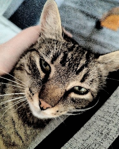 Monichii в LOOKY. #pet,#idl,#fyp,#whatshappening. I didn't know what d...