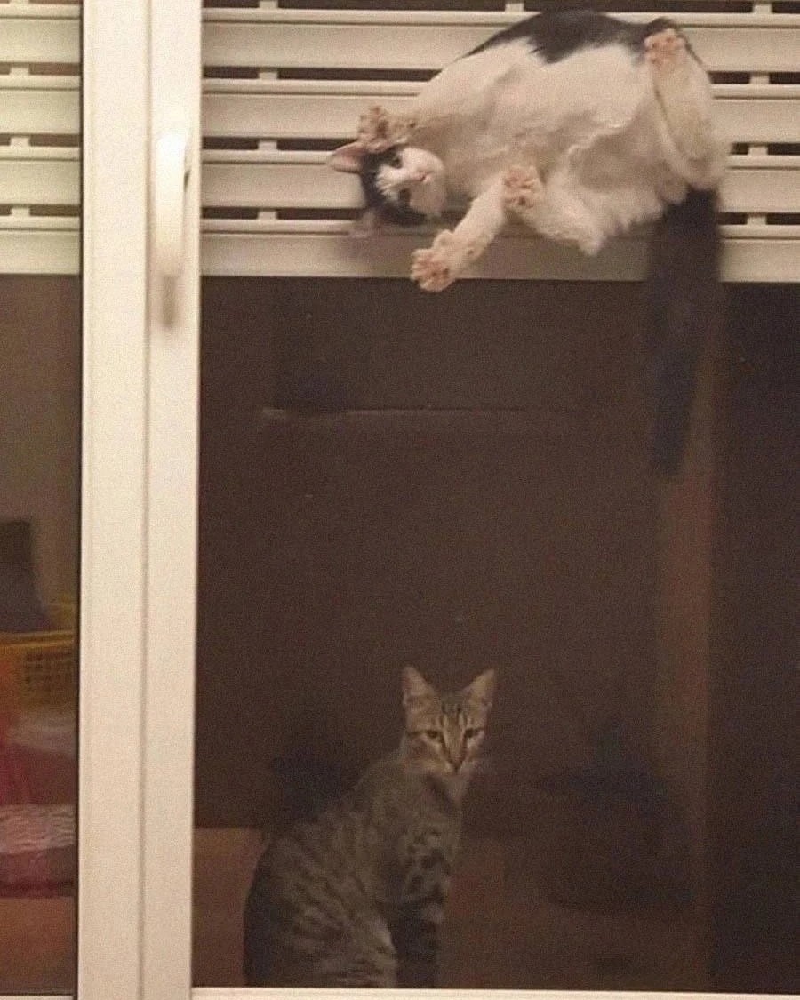 котики в нейронке в LOOKY — фото 2