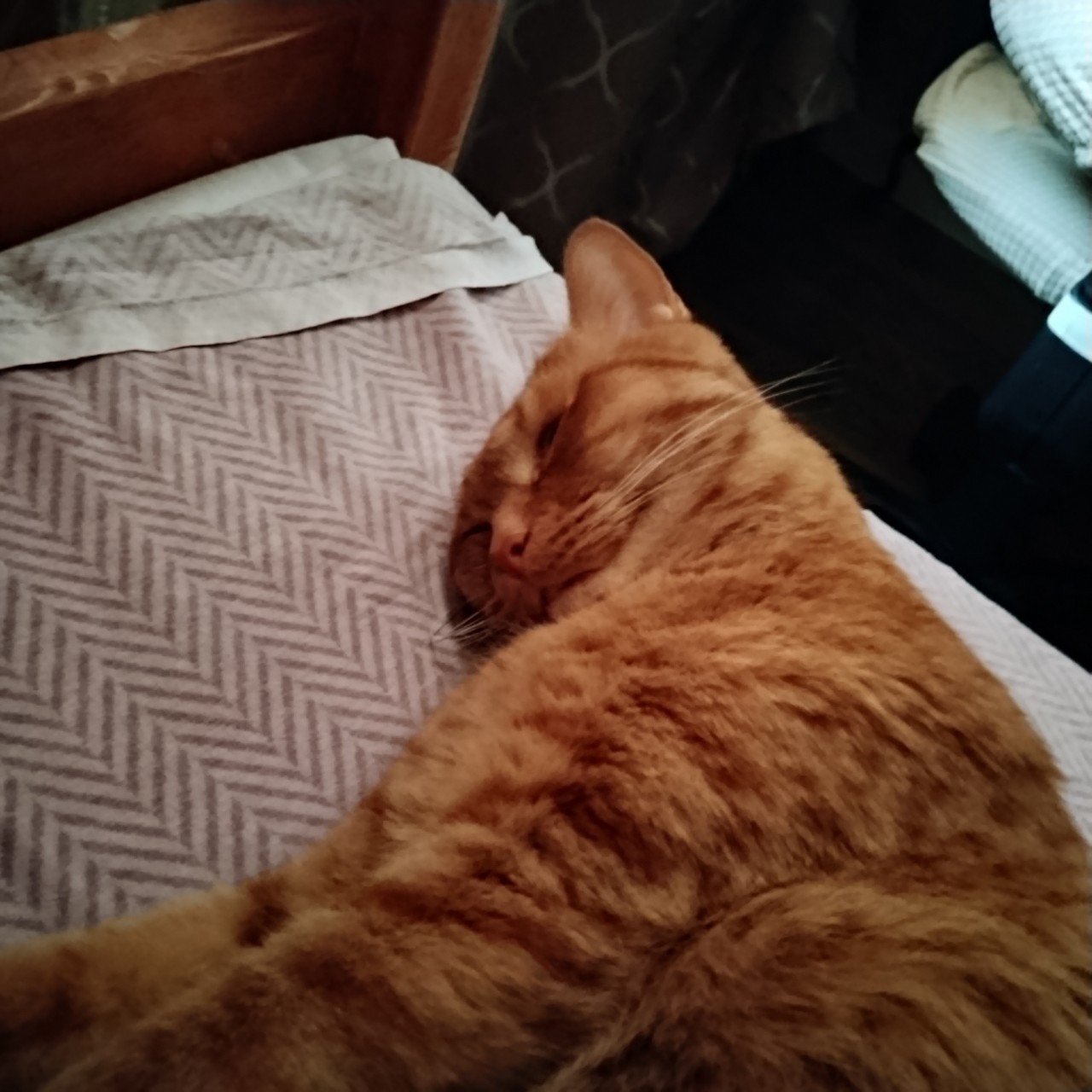 Белка Софья в LOOKY — Мой котейка спит с утра, пока я нет❤