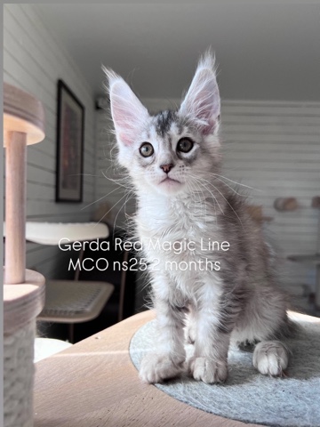 elena.vishneva в LOOKY. #redmagicline,#silvermainecoonkitten,#mainecoonkitty,#питомникмейнкуновмосква,#котенокмейнкунмосква. Знакомьтесь , друзья...
