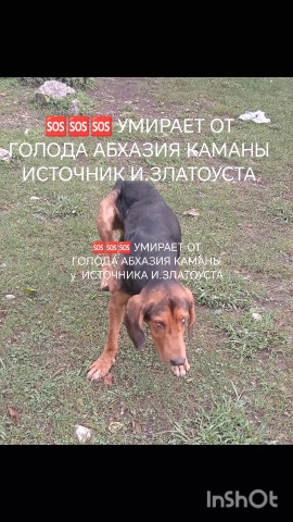 Looky_177234195672899 в LOOKY. . 💔 🆘🆘🆘🆘🆘 АБХАЗИ...