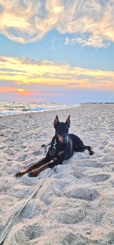 annet_anapa в LOOKY. #doberman,#dobermanpuppies,#доберман,#доберманщенок,#анапа. Главное - правильная...