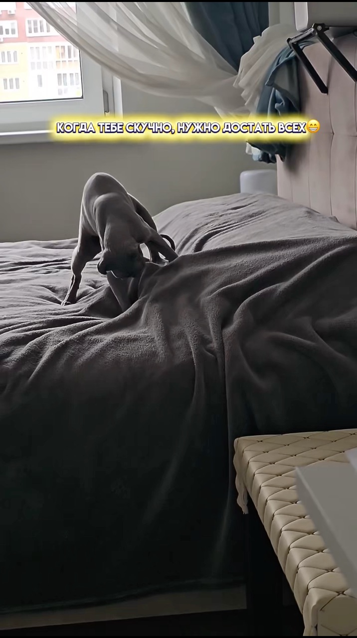 kapa_amstaff в LOOKY. #котики,#сфинкс,#смешныевидео. #котики #сфинкс #сме...