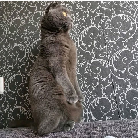 ЛЕНЬчик Рада в LOOKY. . 🐱
🔹 Замуррррррчате...