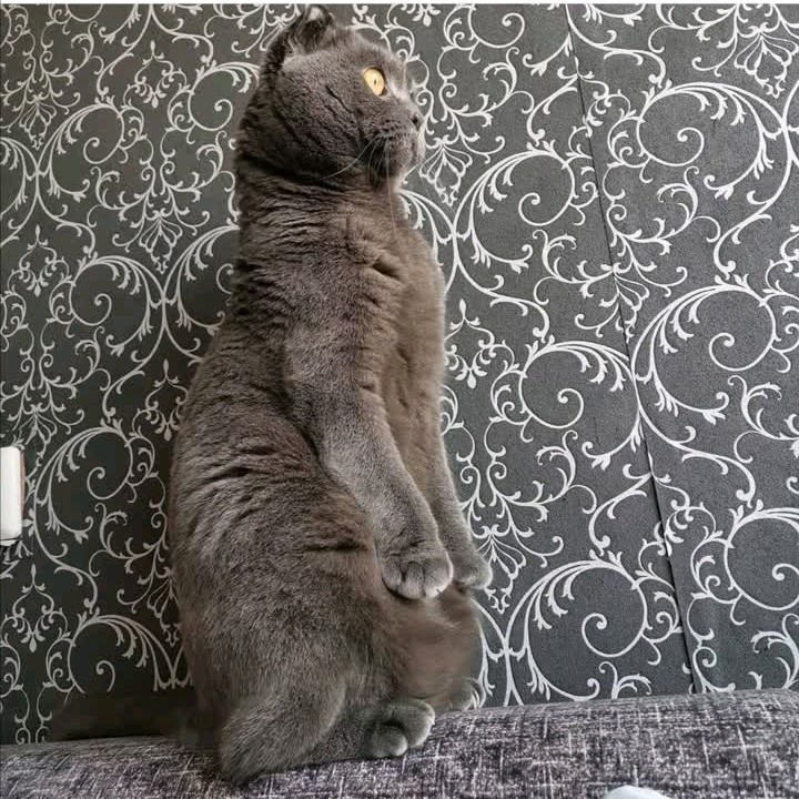 ЛЕНЬчик Рада in LOOKY. . 🐱
🔹 Замуррррррчате...