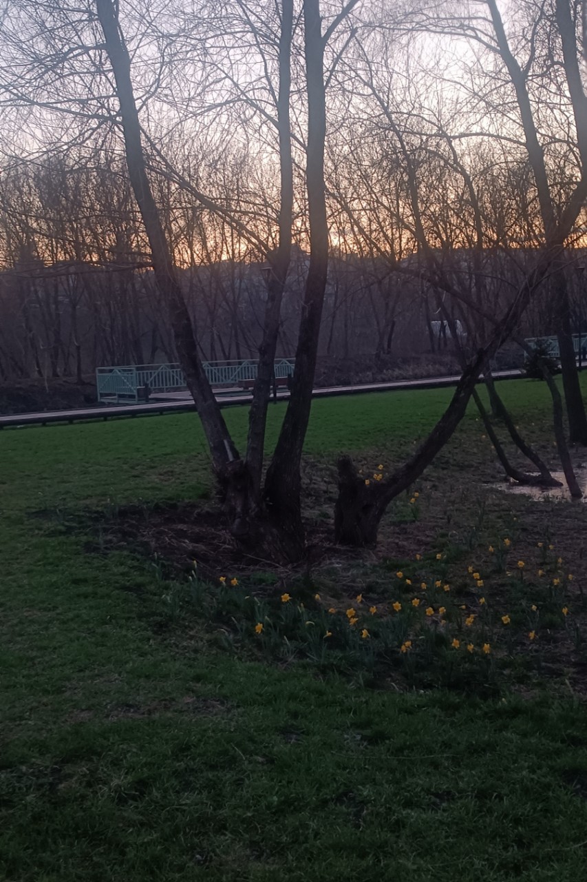 Елена в LOOKY — Нарциссы