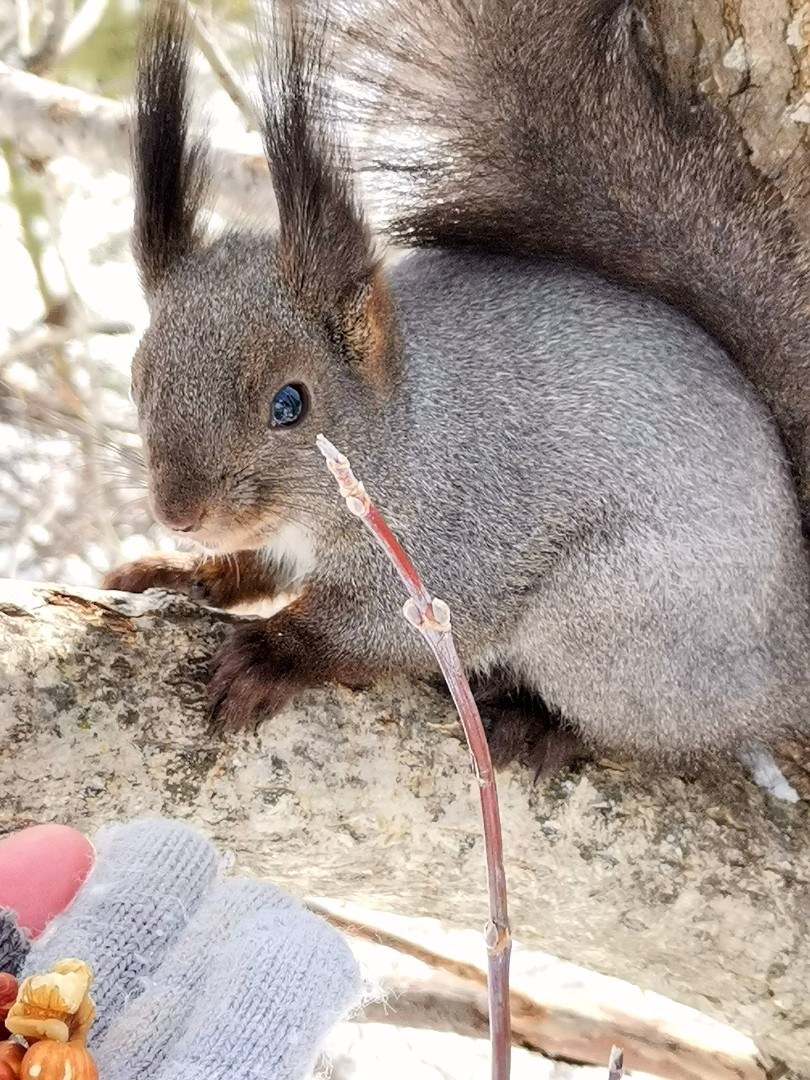 Сибирские белочки 🤗😊🐿️🤎🐿️🤎#сибирь #март #весна #красота #моменты #природа #прогулка #сибирскаявесна #белочки #любимыеживотные #рыжики #пушистыехвостики #ятаквижу #Looky