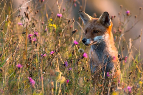 matveykin_07 в LOOKY. . Fox 🦊