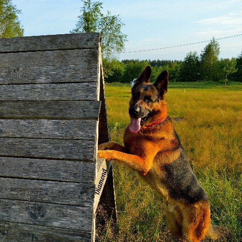 Diamond в LOOKY. #немецкаяовчарка,#немецкая_овчарка,#овчарка,#germanshepherd,#german_shepherd,#german_shepherd_dog,#gsd,#gsdRammstein,#RichBlackTan. Готовимся 💪

https:...