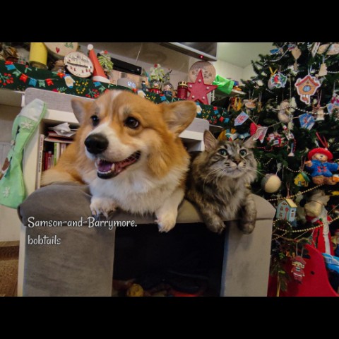 samson_and_barrymore.bobtails в LOOKY. #corgi,#corgipuppy,#corgilife,#corgination,#corgicommunity,#corgigram,#pembrokecorgi,#pembroke,#корги,#коргипемброк,#рождество,#будьтездоровы,#merrychristmas,#собака,#собакадругчеловека,#doglife,#коргимания,#коргичемпион,#sweetkitty,#большойкот,#курильскийбобтейл,#kurilianbobtail,#sweetkitty,#catphoto,#catphotography,#котдня,#котипес,#безкотаижизньнета,#мыизкотограма,#looky,#looky_топ,#looky_official. .
С Рождеством, друз...