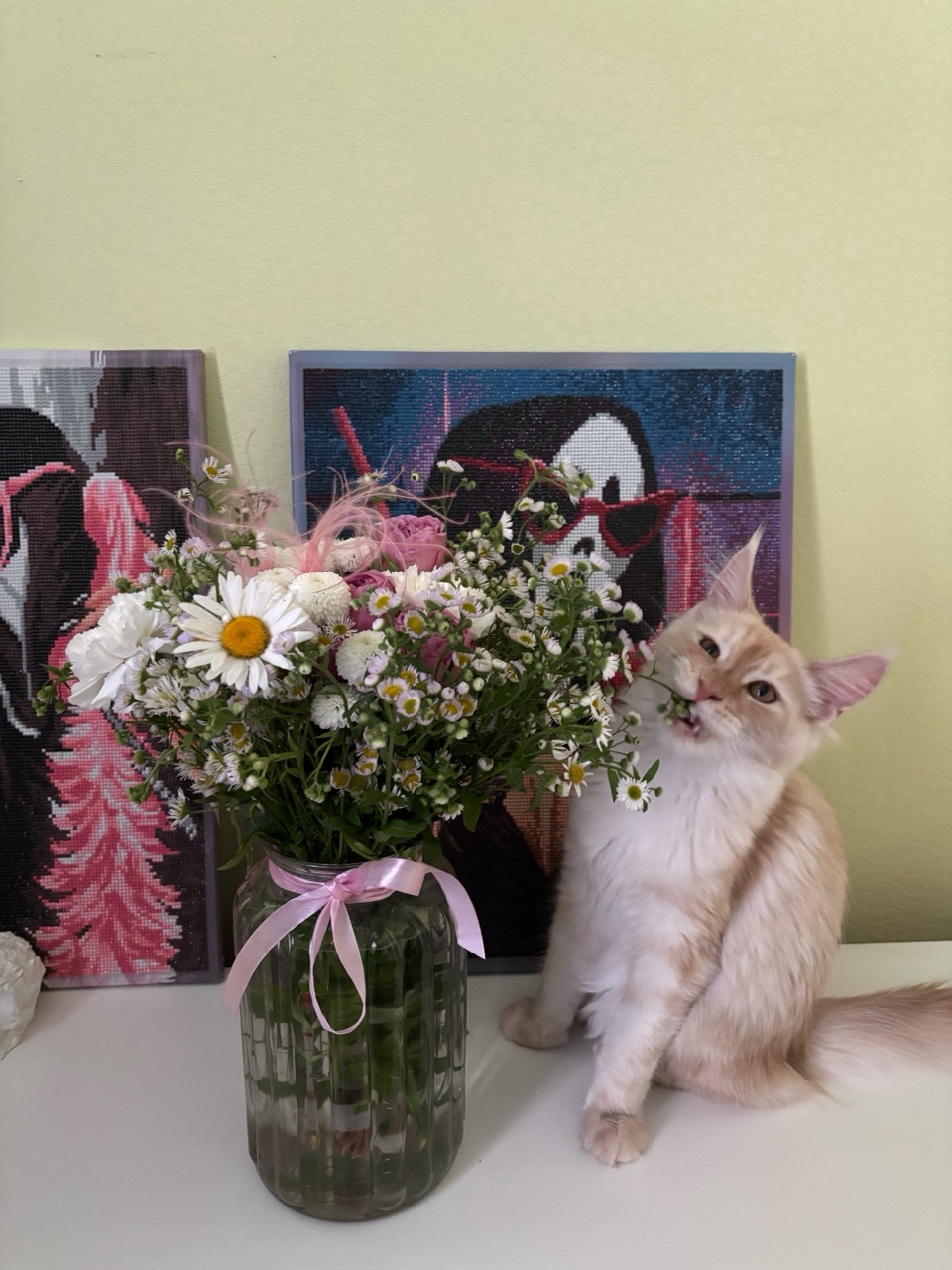 [#мейнкункотята ](мейнкункотята)