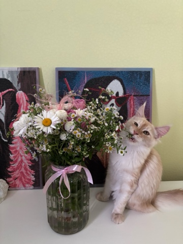 lovelesssd в LOOKY. . [#мейнкункотята ](ме...