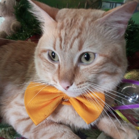 Dollyandfriends в LOOKY. . Happy caturday sweet...