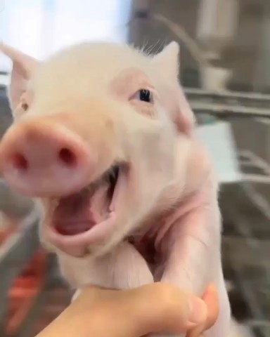 Looky_1699431086273 в LOOKY. . Piggy  🐷