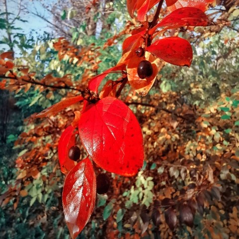 happyasya.ru в LOOKY. #осеньпарк🍁🍂,#осень,#красныелистья,#листочки,#красиваяосень🍁🍂,#яркаяосень,#екатеринбург,#золотаяосень,#осеньосень,#сентябрь,#осеньекб,#уралосень,#nature,#природа,#мобильноефото,#фотонателефон,#природаурала,#природапрекрасна,#природа🍀,#лесочек,#fotomobile. Осень кисточку доста...