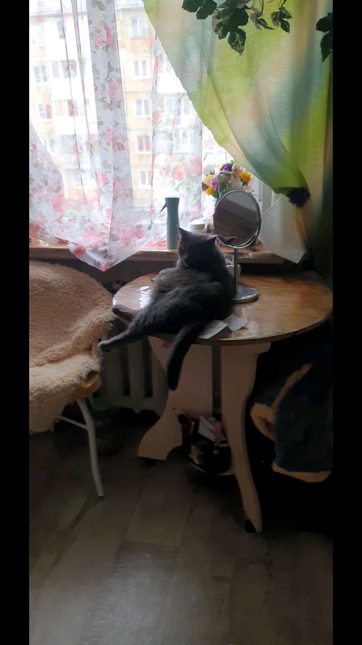 juliasha_s в LOOKY. #мойдом,#мойкот,#ктовдомехозяин,#котвдомехозяин. Приехала домой, кот ...
