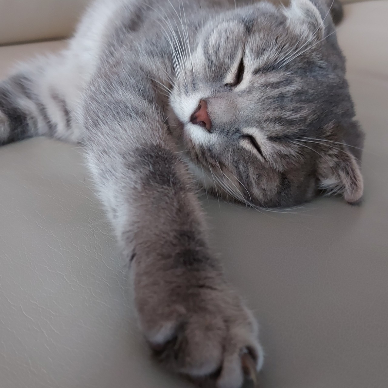 Looky_1717257943987 в LOOKY — Муся, как Муся ...

#Муся
[#кошка ](кошка)