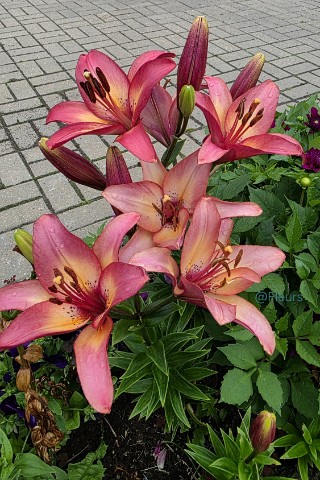 Fleurs в LOOKY. #лилии,#лилия,#цветы,#растения,#цветыдому,#красотавокруг,#элегантность,#цветотерапия,#моицветы,#напозитиве,#сад,#ландшафт,#прекрасноерядом,#люблюцветы,#моифото,#looky,#looky_official,#looky_цветы. Лилии — особенные цв...