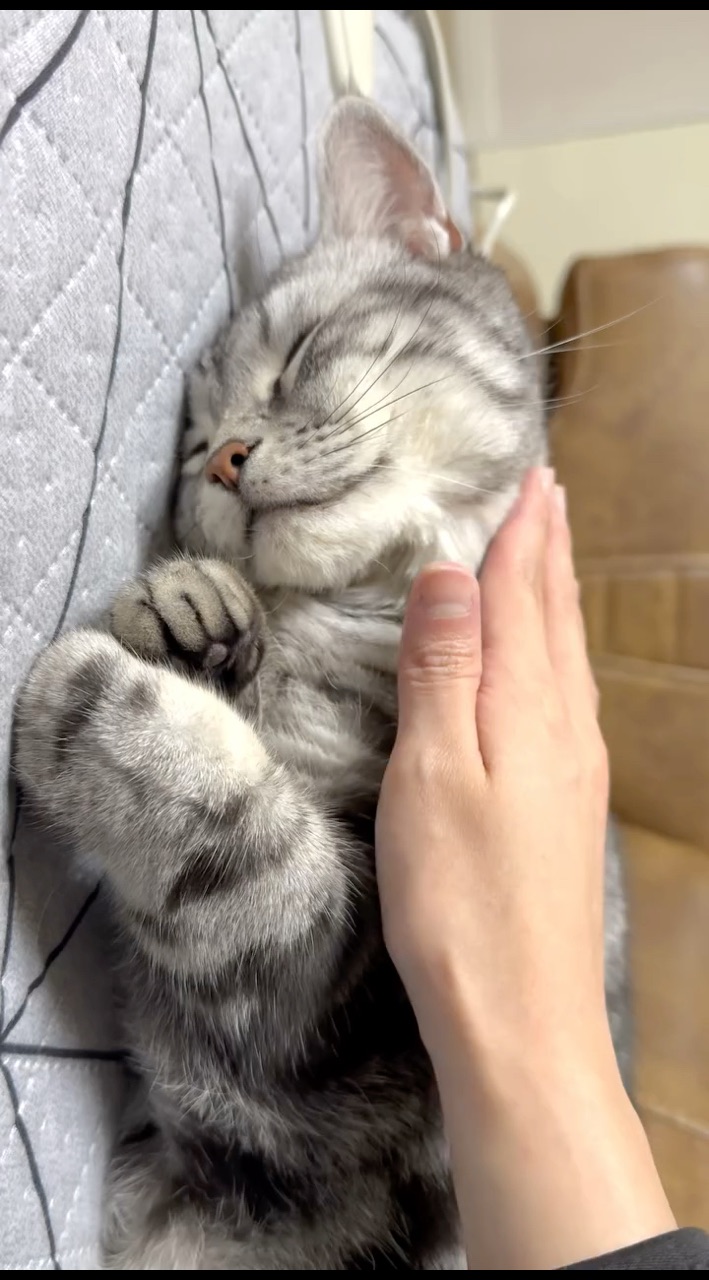 Looky_176434777057286 в LOOKY. #котики,#котята,#котикиправятмиром,#домашниеживотные,#котэ,#котейка. #котики #котята #кот...