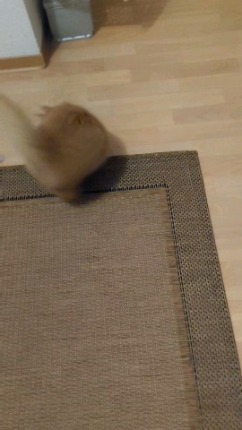 Simba в LOOKY. #котёнок. Любимая игрушка из б...