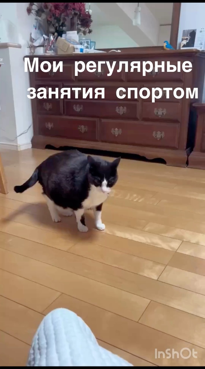 Вера Кирпичёва в LOOKY. . [#юмор ](юмор)[#кот ...
