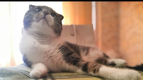 funtick_kot в LOOKY. . Друзья 😺 я вот дума...
