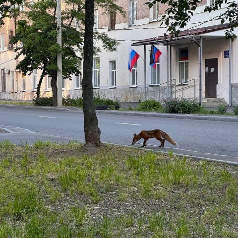 Животный мир Донецкого края в LOOKY. . Лиса обыкновенная, и...