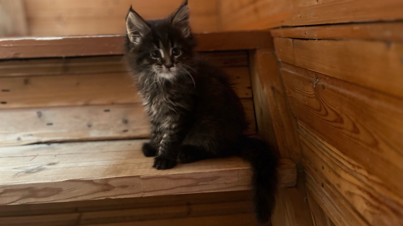 Продам котят мейн-куна