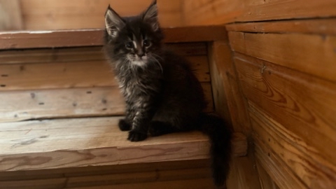 vugl78 в LOOKY. . Продам котят мейн-ку...