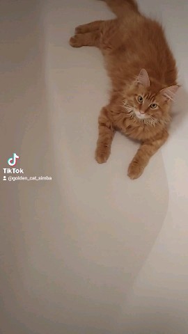 Simba в LOOKY. #симба,#котёнок,#мейнкун. Лето , жарко .
#симб...